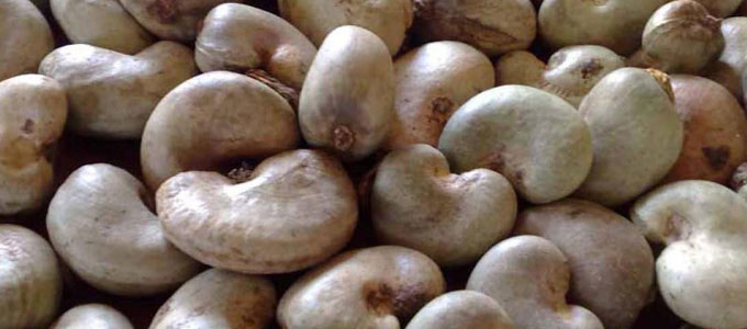 cashew nut import from africa