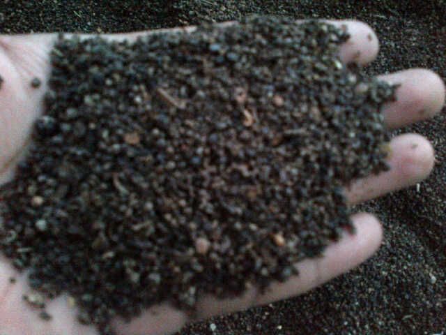 Black Pepper Pinhead