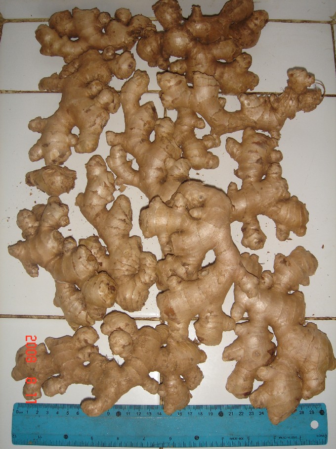 fresh ginger
