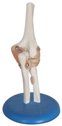 Elbow Joint