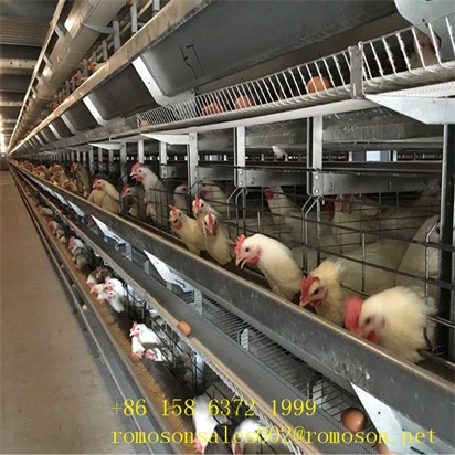 Chicken Cages For Cheap Rate_Shandong Tobetter The Price Is Low By Shandong  Tobetter Machinery Co. | Id - 2239228
