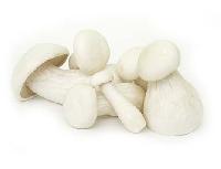 White Milky Button Mushroom
