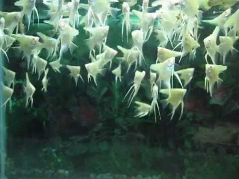 Angel Fishes