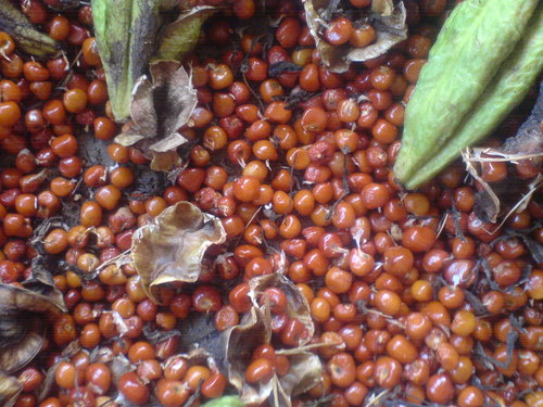 Gloriosa Superba Seeds