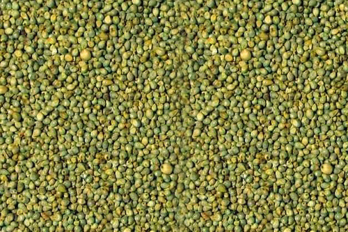 Green Millet Seeds