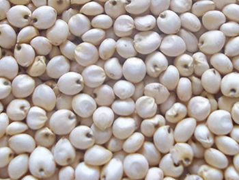 White Sorghum Seeds