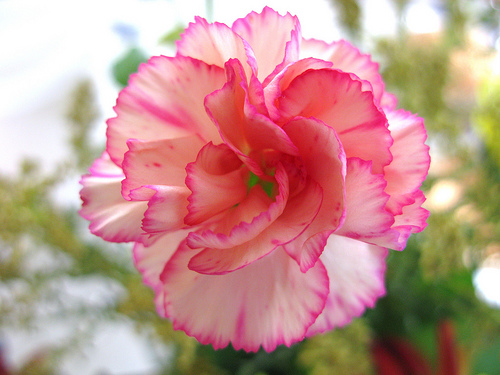 Carnations flower, Style : 60 CM