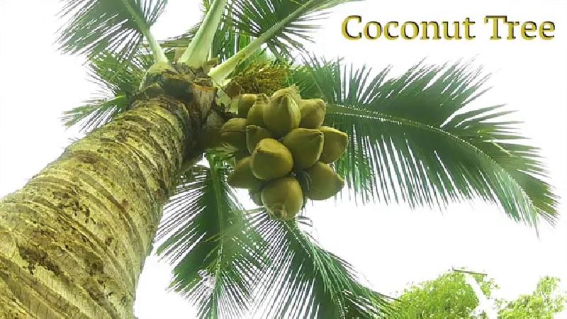 Coconut plant, Color : Green