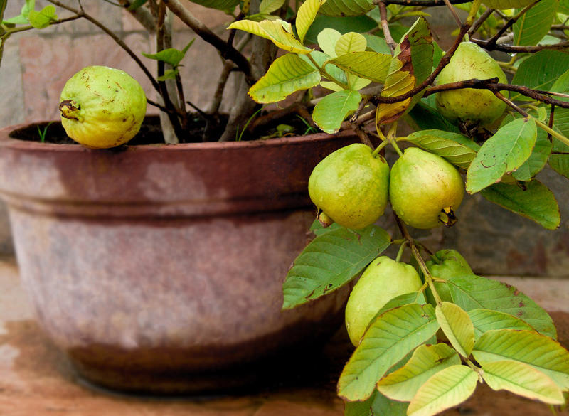 Organic guava plant, Feature : Fast Growth