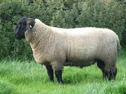 Live Fat Tail Awasi Sheeps For Sale