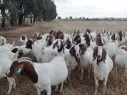 LIVE SHEEP, LAMB, GOAT AND CATTLE