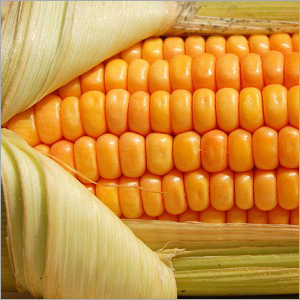 Organic Maize, for Animal Food, Human Food, Color : Yellow