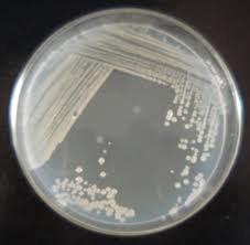 Rhizobium Bacteria