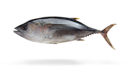 albacore tuna