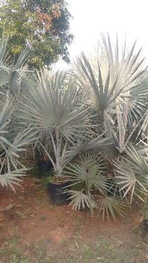 Bismarckia Palm Plant