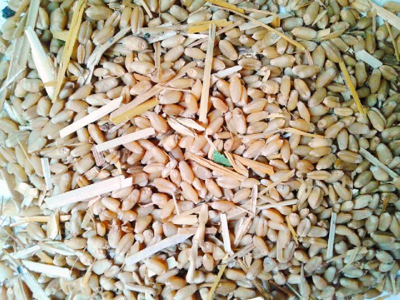 Wheat for Animal Feed
