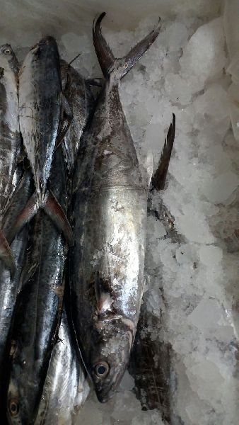 San Farm Frozen Atlantic Mackerel Fish