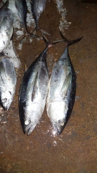 Frozen Bigeye Tuna Fish