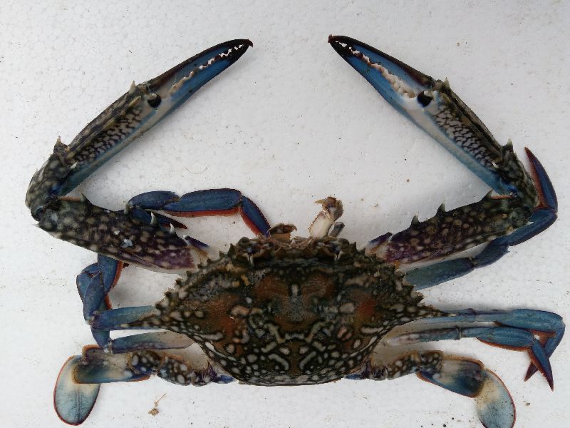 Fresh Blue Crab, for Restaurant, Marketing, Certification : HACCP Certified