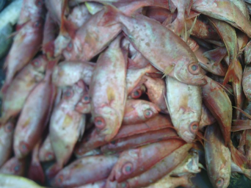 Frozen Red Sea Bream Fish