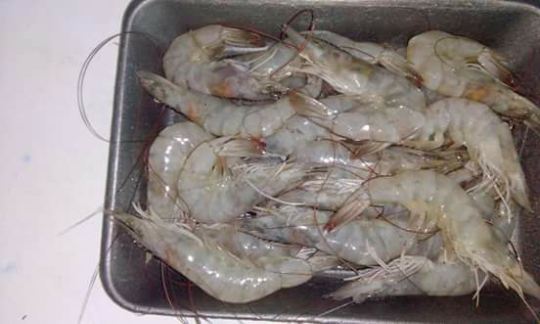 Frozen Vannamei Shrimp, Type : Fresh Water - san farm sea food india ...
