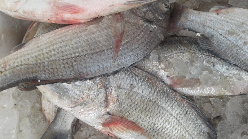 Fresh  White Snapper Fish