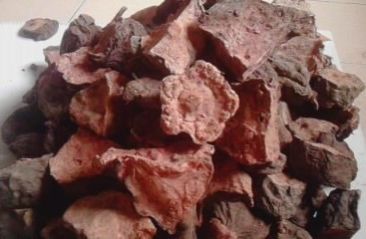 Dried Polygonum Cuspidatum