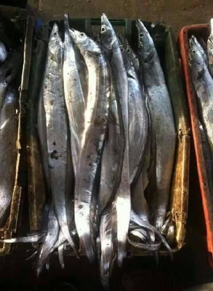 Frozen Ribbon Fish