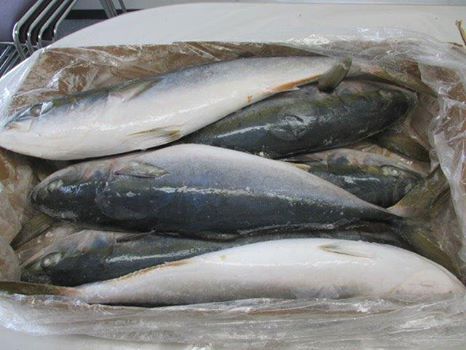 Atlantic Salmon Fish