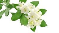 Jasmine Perfume