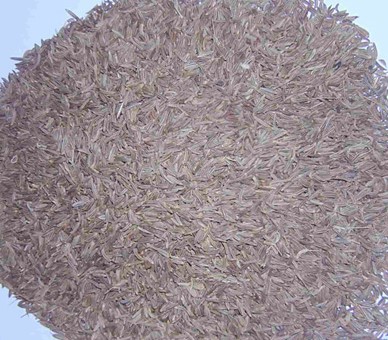 Caraway Seeds, for Cooking, Spices, Certification : FSSAI Certified