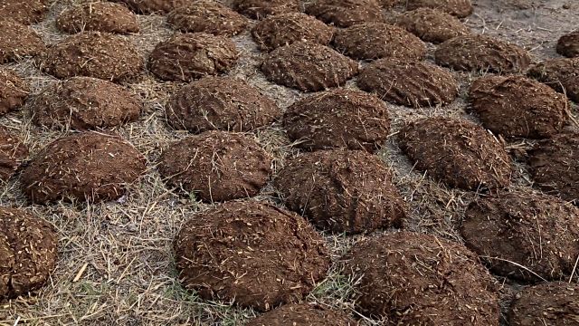 Cow Dung Cakes