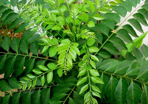 Curry Leaves - Fresh & dry