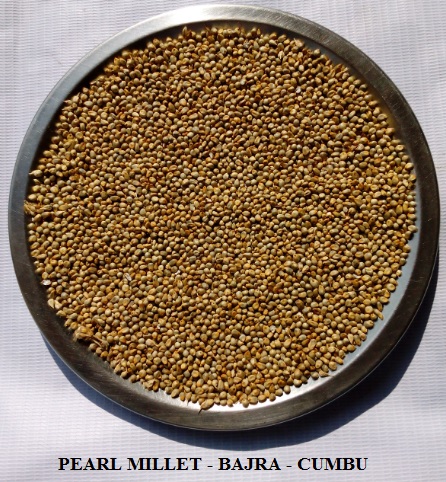 Pearl Millet - Bajra - Green Millet
