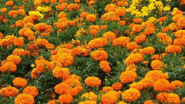 Genda Phool Flower In English | Best Flower Site