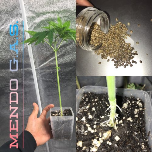 Healthy Rooted Clones
