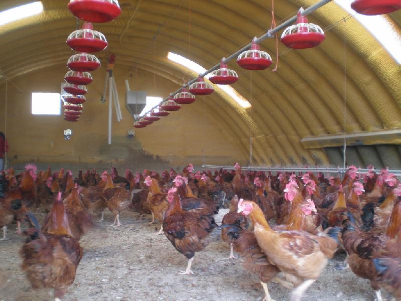 Poultry Farm Shed