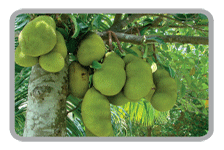 Fresh Green Jackfruit, Packaging Type : Jute Bag