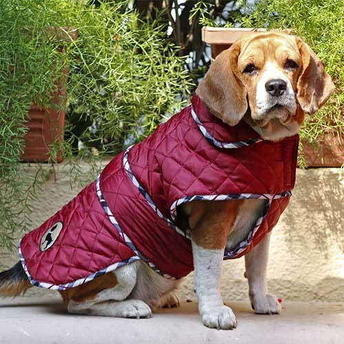 dog jackets online