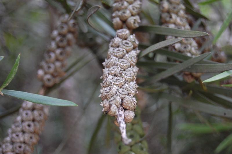 Bottlebrush Seeds