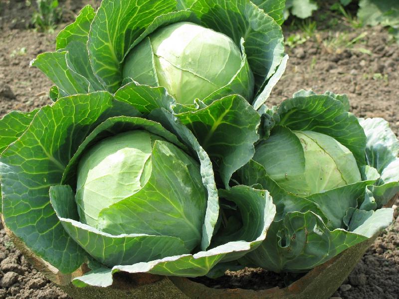 Cabbage Plant