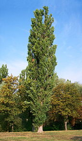 Poplar Wood