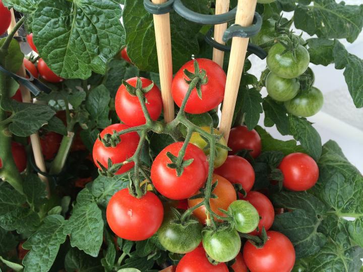 Tomato Plant