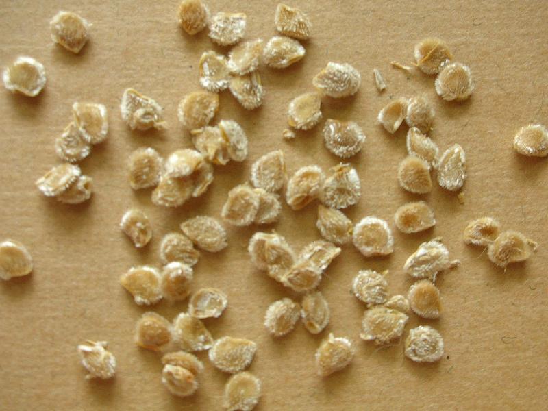 Tomato Seeds