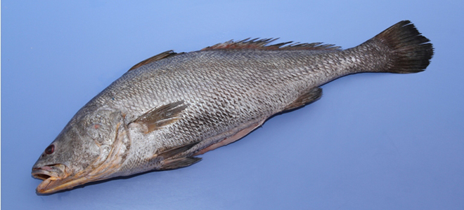 Gujarat CM declares ‘Ghol’ as State Fish