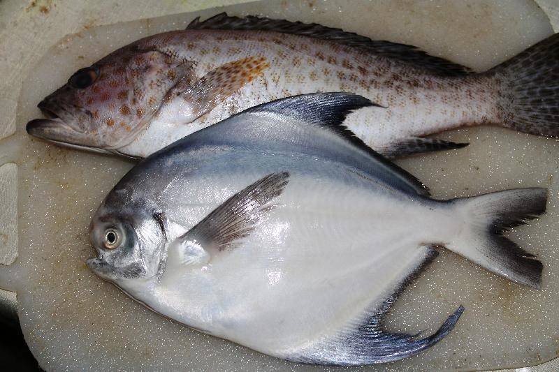 Fresh Pomfret Fish, Packaging Type : Bulk