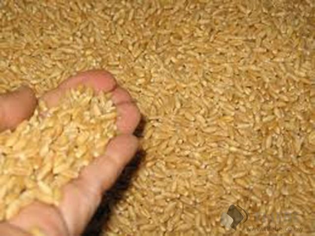 Quality Barley