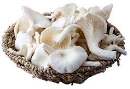 Fresh oyster mushroom