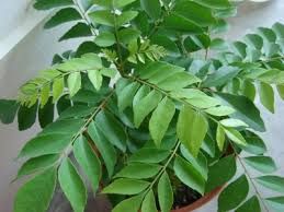 Fresh Curry Leaves