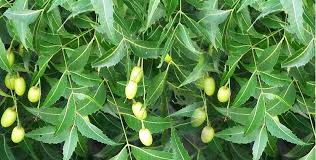 Fresh Neem Leaves